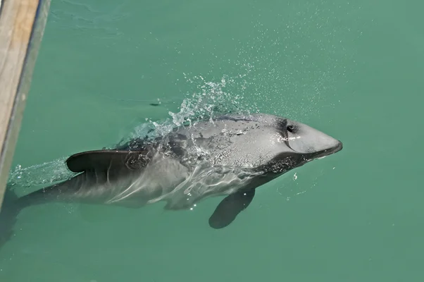 Hector's dolphin