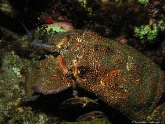 Slipper Lobster