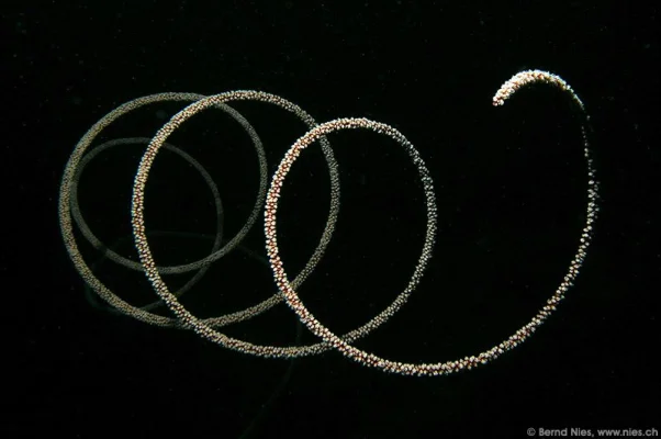 Whip Coral