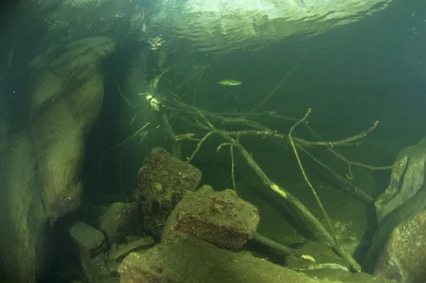 Branch in water