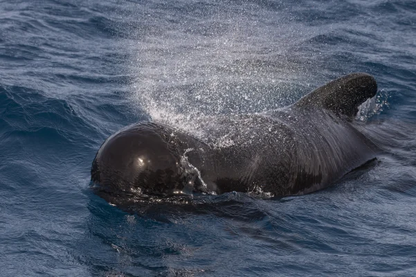 Pilot whale