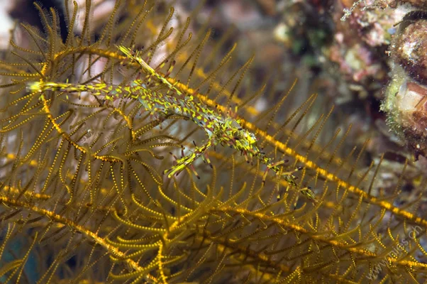 Ghost Pipefish