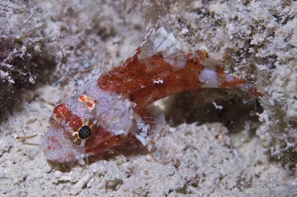 Scorpionfish