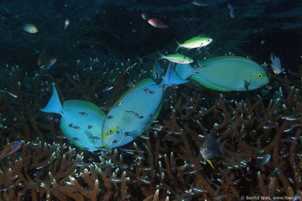 Elongate surgeonfishes