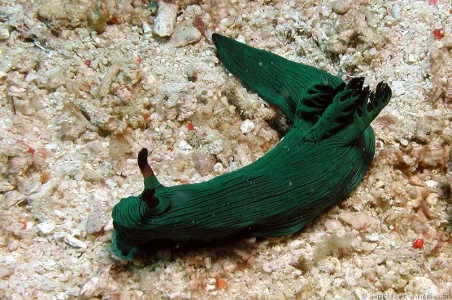 Nembrotha Milleri