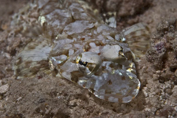 Small Crocodilefish