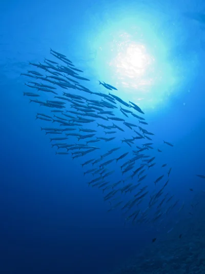 Barracuda Swarm