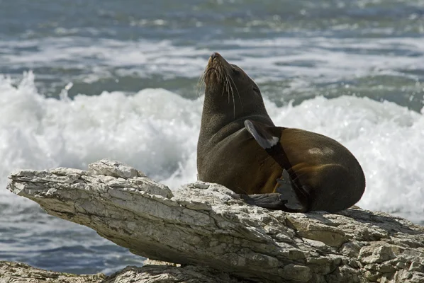 Sea Lion