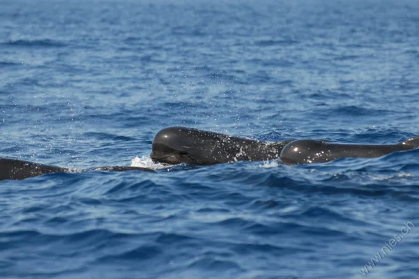 Pilot whales