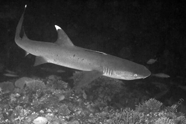 Whitetip Reefshark