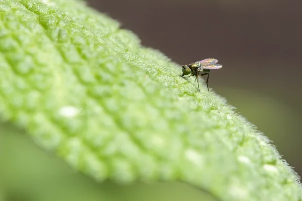 Fliege auf Salbeiblatt