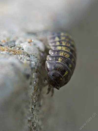 Woodlouse