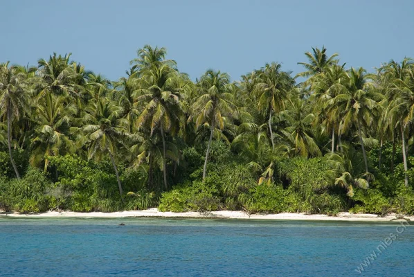 Dhigurah Palmenstrand 1