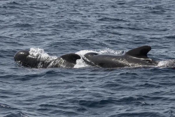 Common pilot whales