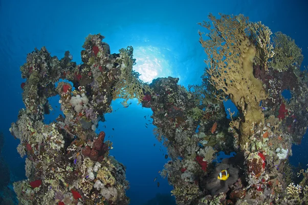 Korallenformation mit Anemonenfisch