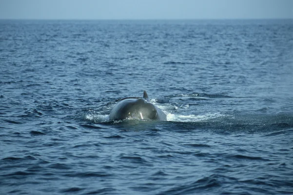 Sperm Whale