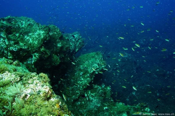 Underwater Landscape