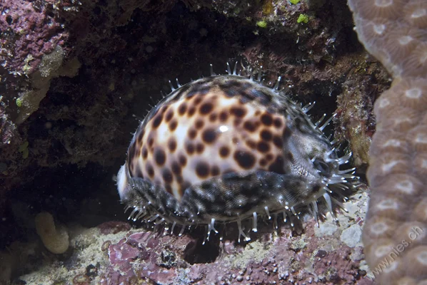 Kauri Snail