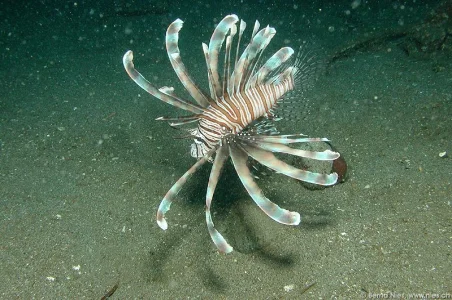 Lionfish