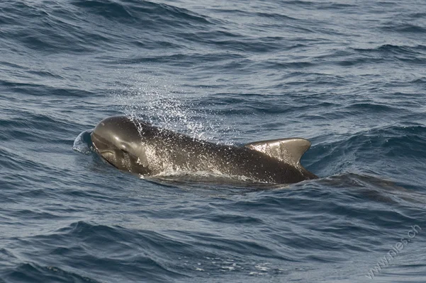 Pilot whale