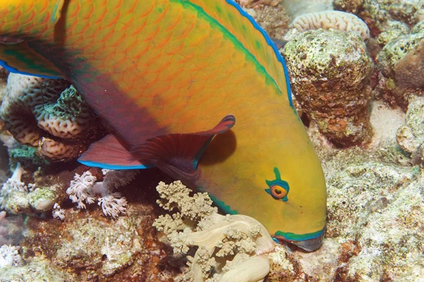 Parrot Fish