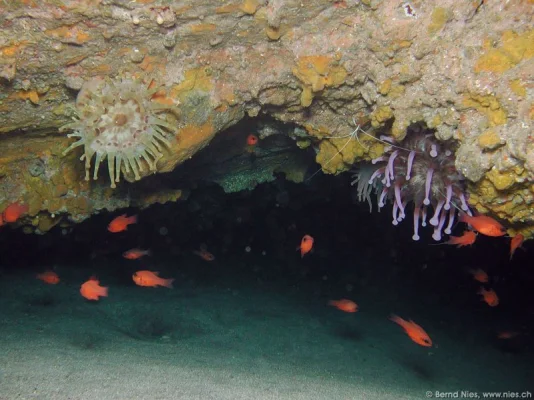 Anemones