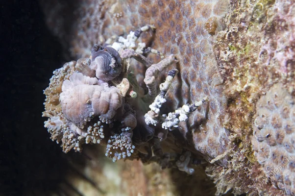 Decorator Crab