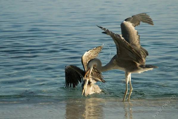 Fighting herons