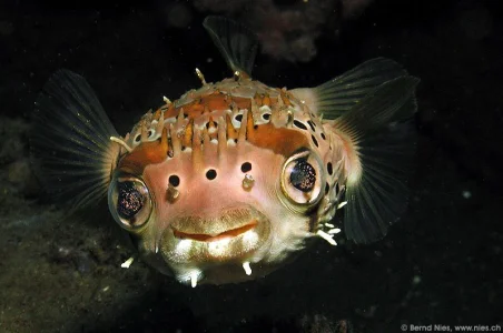 Pufferfish