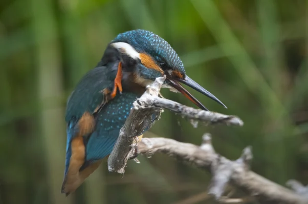 Eisvogel