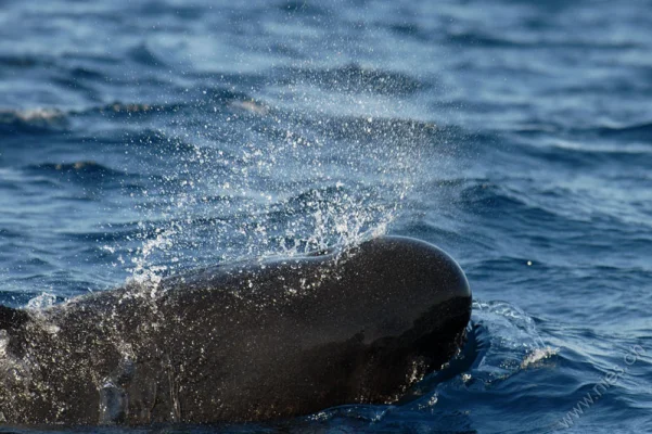 Pilot whale splashing water