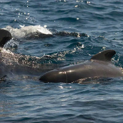 Young pilot whale