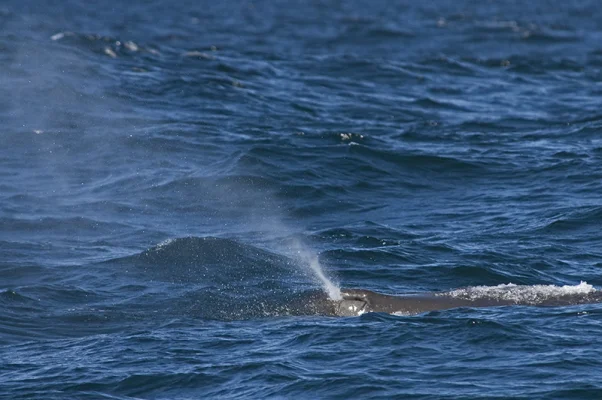 Sperm Whale