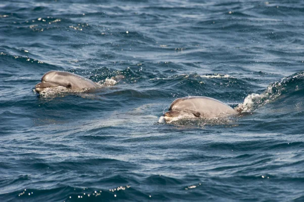 Bottlenose dolphins