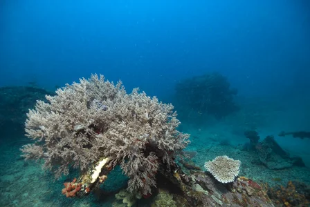 Soft Coral