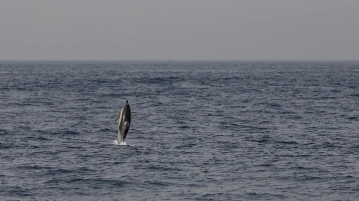 Common dolphin