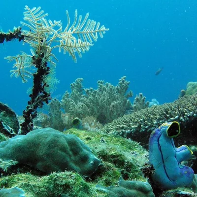 Korallen-Bäumchen