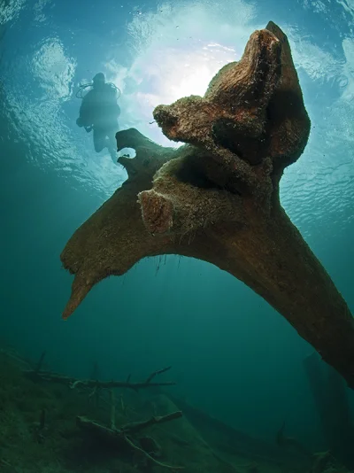 Diver with root