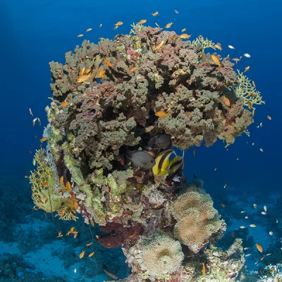 Korallenblock mit Wimpelfischen