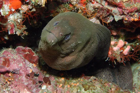 Giant moray eel