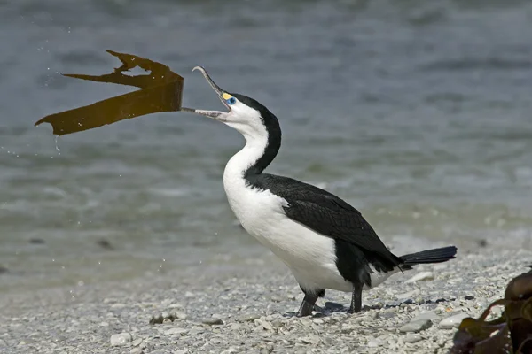 Cormorant