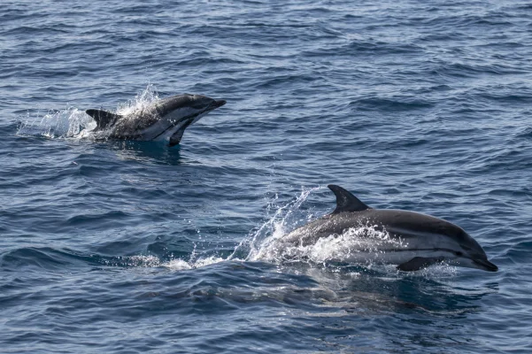 Striped dolphins