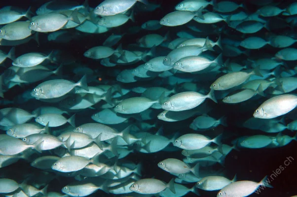 Fish swarm