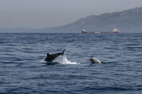 Bottlenose dolphins