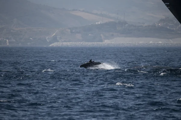 Bottlenose dolphins