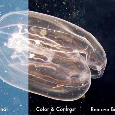 Jellyfish before/after