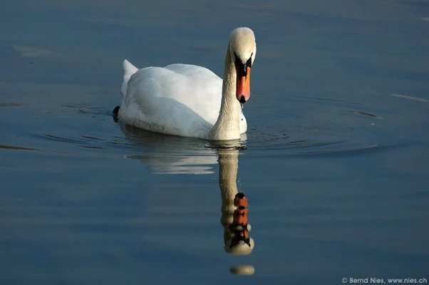 Swan