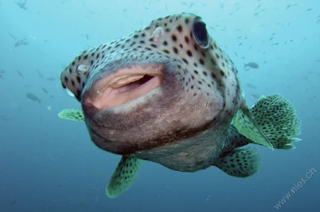 Pufferfish