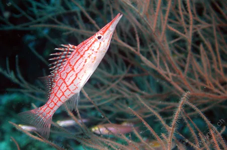 Longnose hawkfish