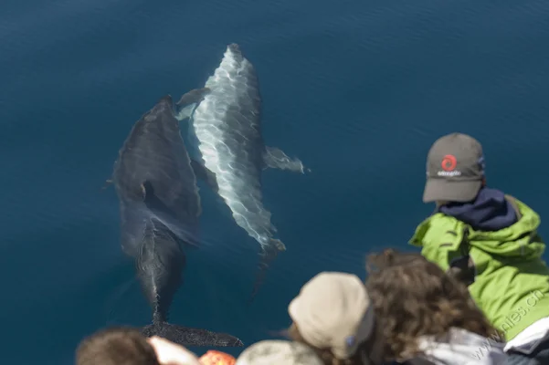 Two bottlenose dolphins